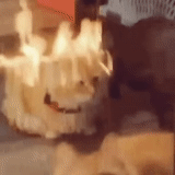 cat, fire, crying cat, people, on fire