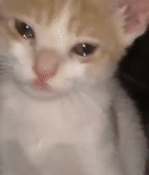the cat is crying, sad cat, crying cat, crying cat, a crying kitten