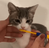 chat, chat, chat de croupage, chats dents wong, le chat brosse les dents