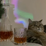 kucing, cat stepan, liter vodka, trik keren, setengah liter vodka