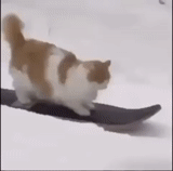gatto, gatto, le foche, snowboard gatto, snowboarder gatto