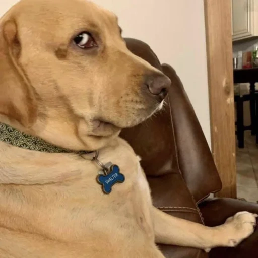 labrador, variété du labrador, labrador, chien du labrador, chien du labrador