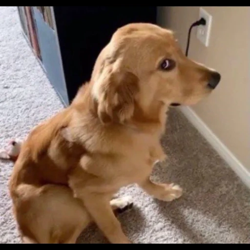 chien de corkel, hound, golden retriever, golden retriever, chien de corkel