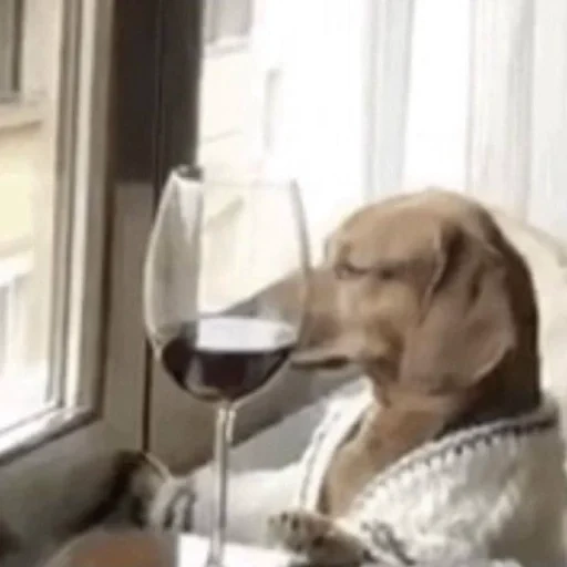 cão, cão de vinho, dachshund, animal engraçado, cão humano