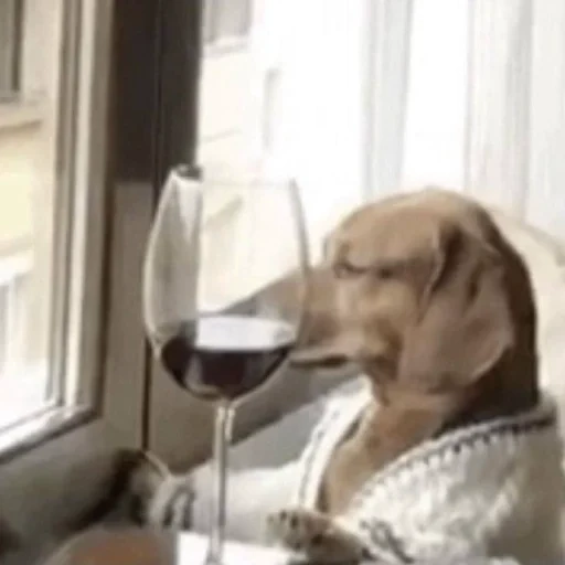 dog, wine dog, dachshund, funny animals, manned dog