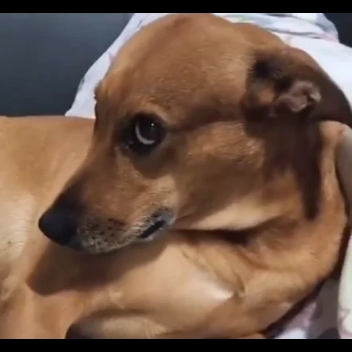 cão, esse talo, aquele cão, salsicha mista, chihuahua vermelho com salsicha mista