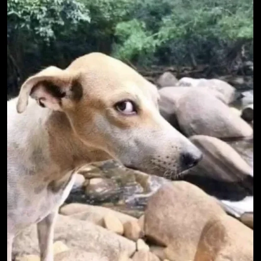 perro borza, horty borza, la raza es un apalancamiento, el perro es de una manera a la izquierda, pequeño borza italiano levreka