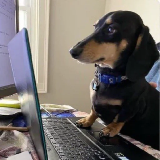 salsicha, espécies de dachshund, dachshund, cobrança de escritório, dachshund