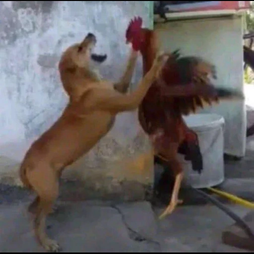 chien coq, le chien est au galop, le chien rôtit la bite, coq contre chien, le coq frappe le chien