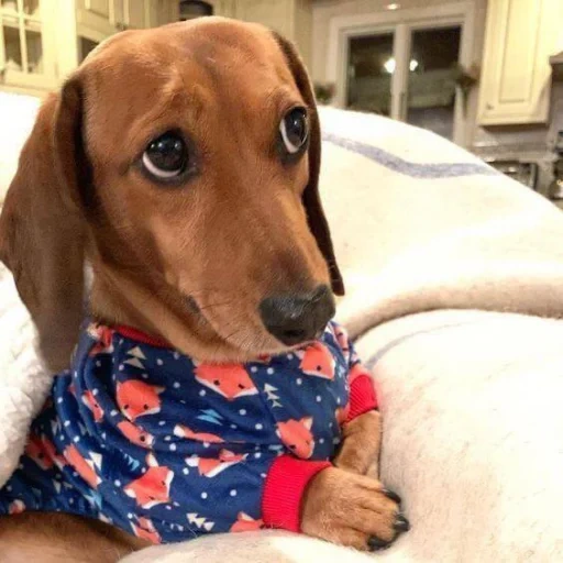 sausage, dachshund sweetheart, dachshund puppy, dachshund, animal dog