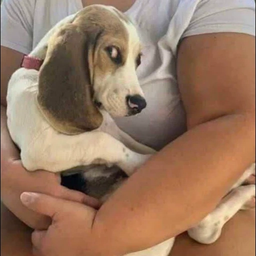 i beagle, i beagle, i beagle, razza di cane beagle, beagle adulto