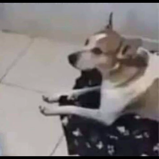 cão, cachorro, animal, cão do dançarino, animais de estimação