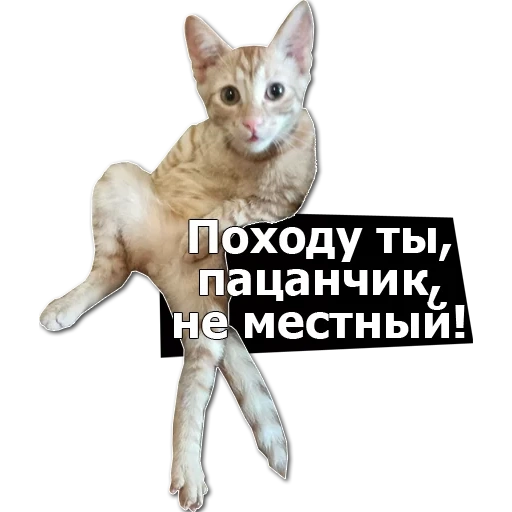 котик, кошка рекс, кошка сфинкс, кошка девон рекс, кошка корниш рекс