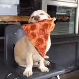 chien, pizza pizza, pizza, chien de pizza chanceux, le chien aime la pizza