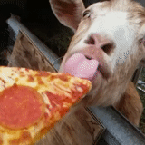 le capre, la pizza, gli animali, rotoli di pizza, pizza barzelletta