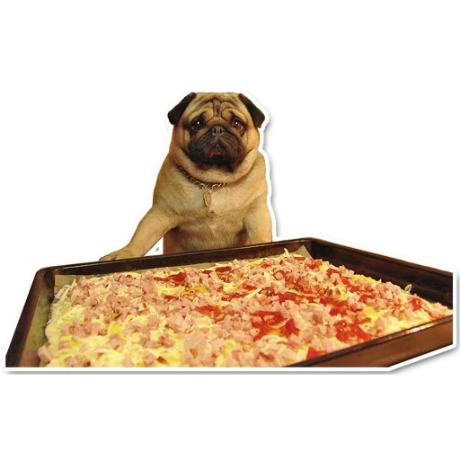 pug, pizza, pug food, pug pizza, the pug is cheerful