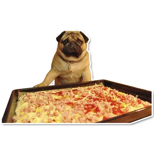 doguillo, pizza, pugs con comida, pizza pug, los trapis son alegres