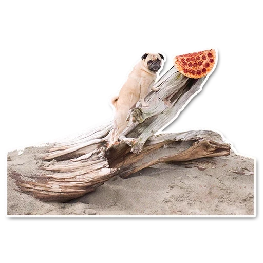 floatwood, drift wood sculpture, african mopani tree, james dolan network sculptor, kashiboshi driftwood 28*13/h11cm km15-2 535286