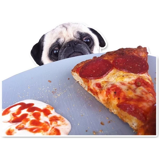 pug, pizza, мопс пиццей