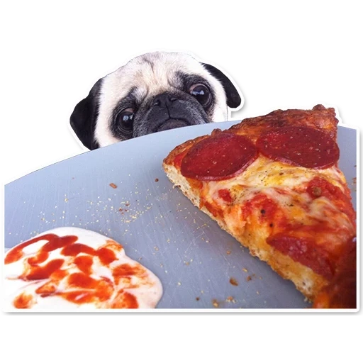 pug, pizza, pizza für den mops