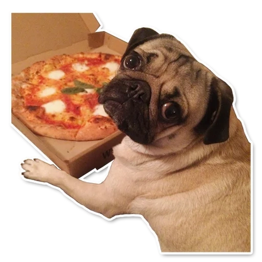 doguillo, pugs con comida, perro caliente de pug