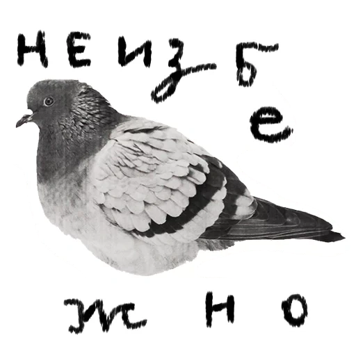 texte, fafafa, colombe, pigeon gris, pigeon bleu
