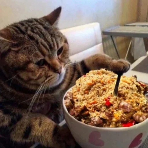cats, félins, phoques, raviolis pour chats, le chat affamé