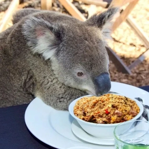 o coala, koala baby, café da manhã coala, animal coala, há notando