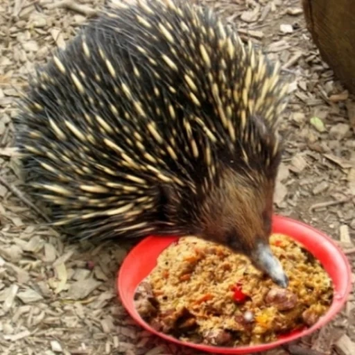 echidna, das tier ist bösartig, kleines stachelschwein, echidna australian, tiere australiens sind echidna