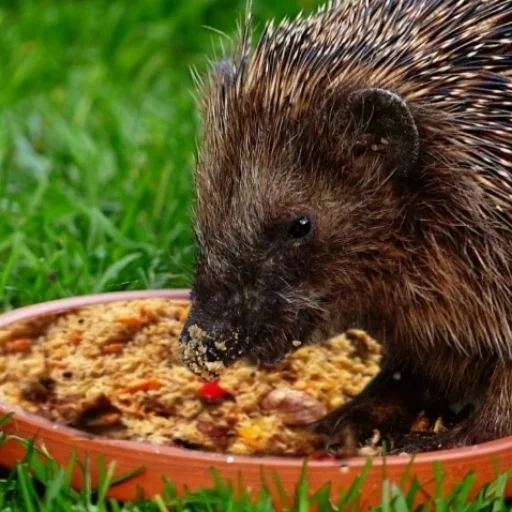 ouriços, ouriço, o ouriço come mingau, hedgehog quente, mamíferos hedgehog yezhonok