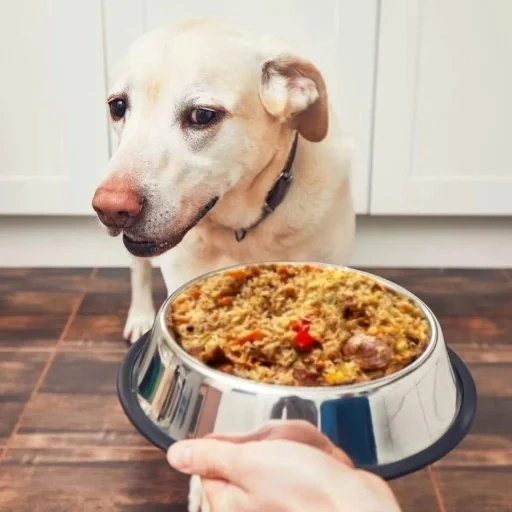 chiens, chien rôti, nutrition des chiens, gros chien, chien affamé