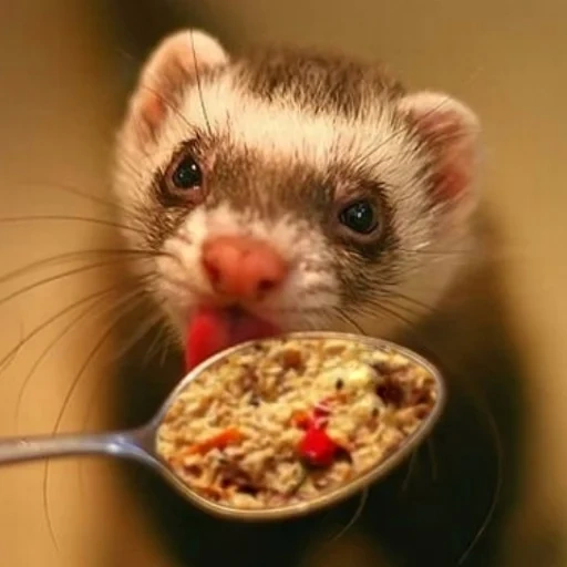 furetto, piccoli furetti, foto di un furetto, frettka ferttka fert, chorek fatto in casa