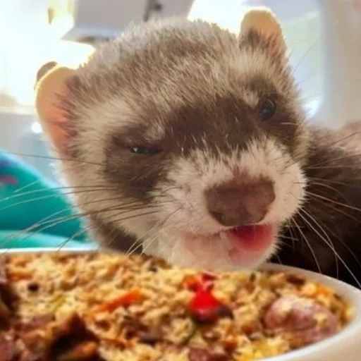 ferret, the face of the ferret, the chokee is small, the face of the ferret, homemade chorek