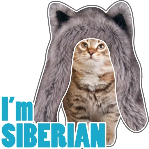 cat, seal, crying cat, live cat, sticker siberian cat