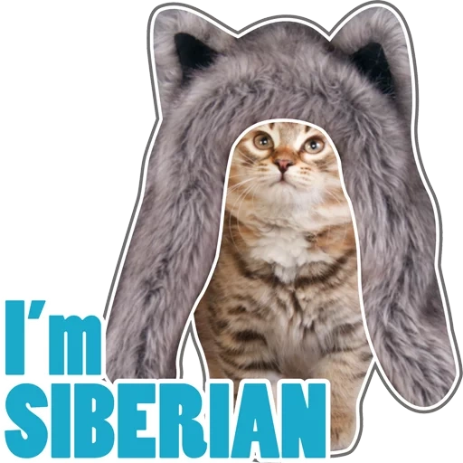 gato, gatos, gato chorando, gatos vivos, adesivos gatos siberianos