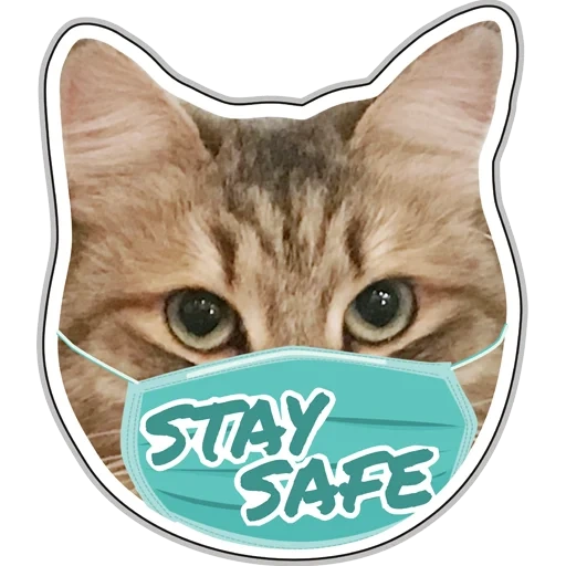 cat, kotonchik, cat face, cat sticker, sticker siberian cat