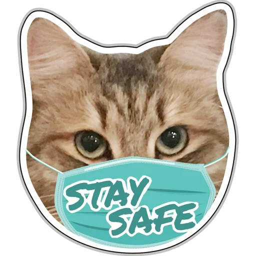 cat, kotonchik, wajah kucing, stiker kucing, stiker kucing siberia