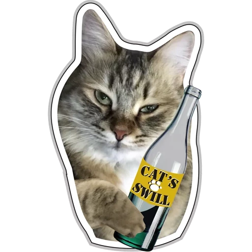 cat, cat meme, cat bottle, cat bottle