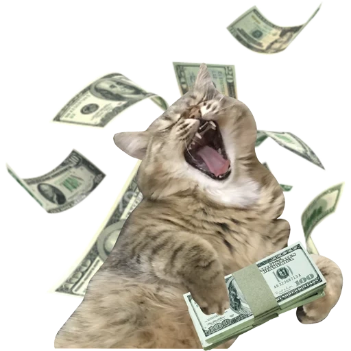 drôle, type de chat, chat riche, chat d'argent, l'argent qui tombe