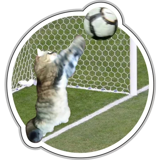 football, cat goalie, football gate, seal goal football, cat at the gate of football