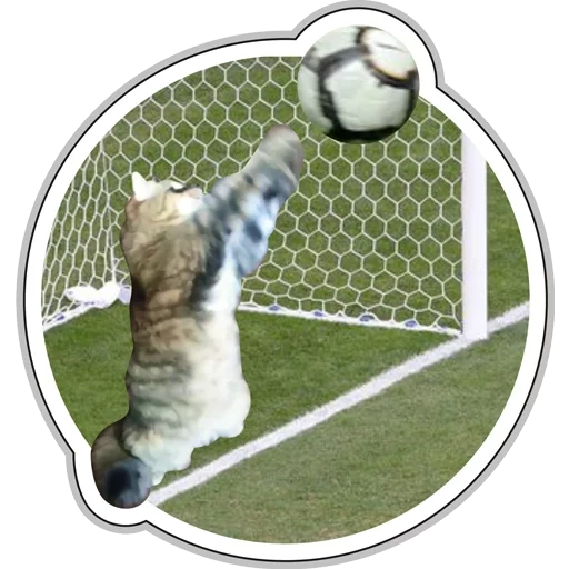 fußball, katzenzielerhüter, fußballtor, cat gate football, die katze sind die tore des fußballs