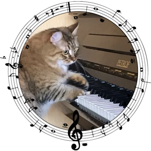 cat piano, cat musician, play the piano, saxophone cat, the cat plays the piano