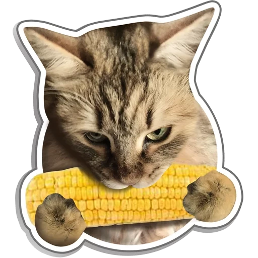 cat, кот, кошечка, кошка corny, cat eating corn