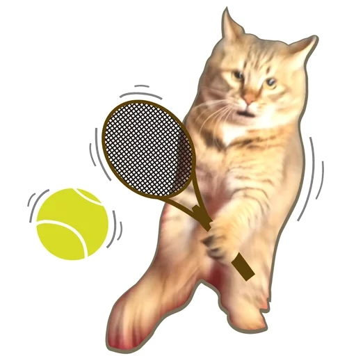 pacote, tênis de gato, o gato é uma raquete, o tenista de gatos, badminton de gato