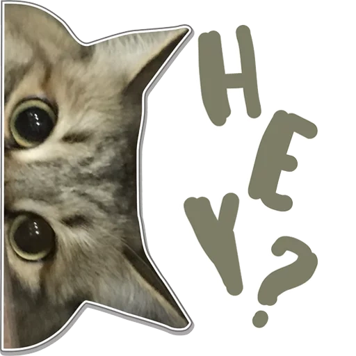 cats, face de chat, stickers chat, stickers chat