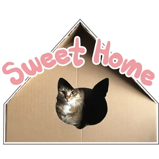 cats, cats, félins, cat house, maison de chat bourré de papier
