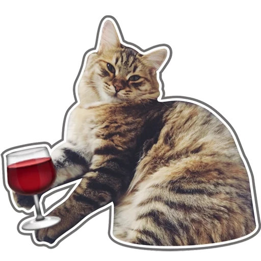 cats, phoques, chat de verre à vin, chats vivants