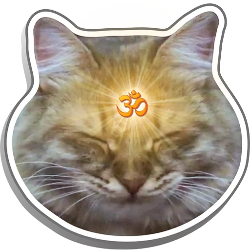 kucing, wajah kucing, kepala kucing, kucing matahari, segel 512 512