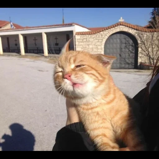 gato, gato gracioso, gato divertido, focas alegres, lindo gato es divertido