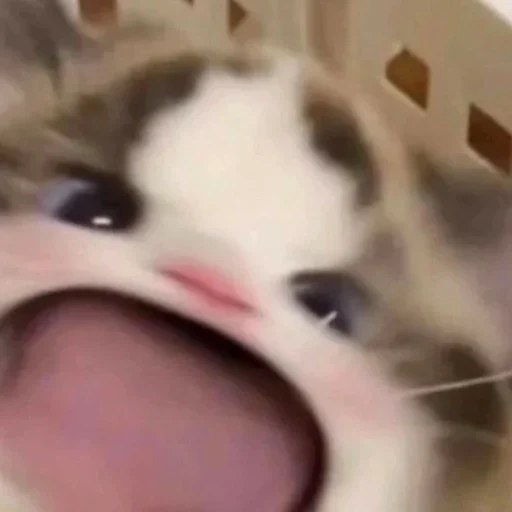 cat, cat, cat meme, the cutest animal, a funny cat with an open mouth
